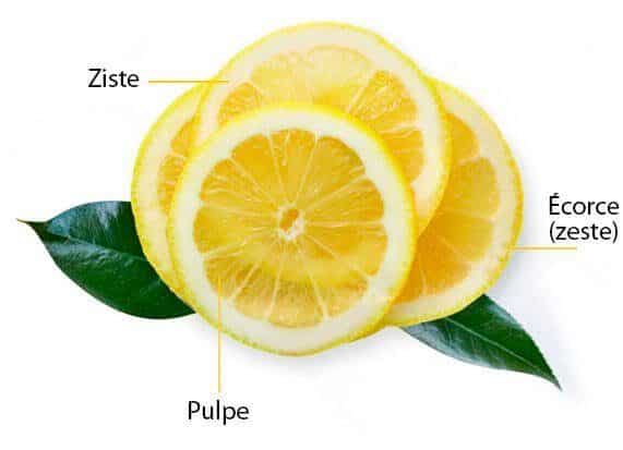 anatomie d'un citron