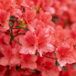 Secrets de jardiniers : Comment obtenir une floraison spectaculaire de vos azalées