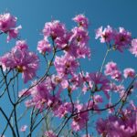 Mai au jardin : ces fleurs qu’il ne faut pas rater ce mois-ci