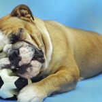 Comment nettoyer les jouets de mon chien ?