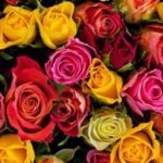 Jardin : Conseils d'horticulteur pour avoir des rosiers fantastiques