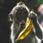 Faits et bienfaits incroyables de la banane à connaître