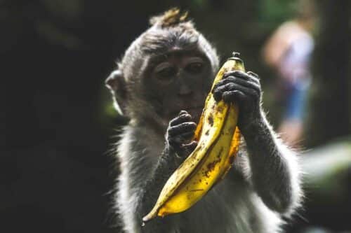 bienfaits et vertus de la banane
