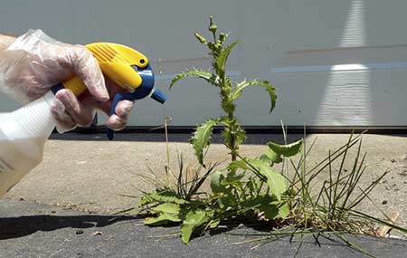 main avec gant de jardin qui pulvérise une mauvaise herbe 