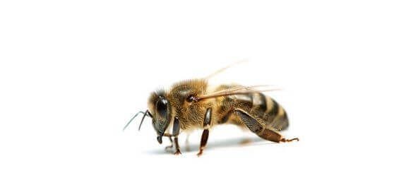 Calmer la douleur des piqûres d'abeille