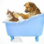 Chien, chat : Astuces Maison Contre Les Tiques,  Maladie de Lyme, Morsure, Peau, Animaux