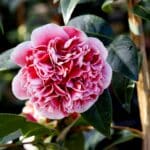 Transformez votre jardin avec ces variétés de roses incontournables