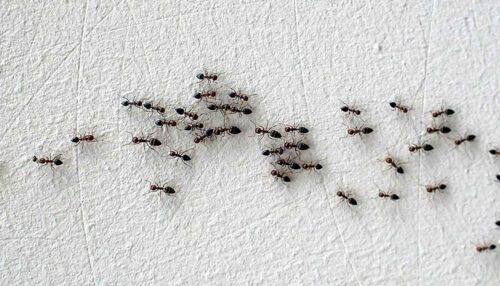 comment éloigner les fourmis de la maison naturellement