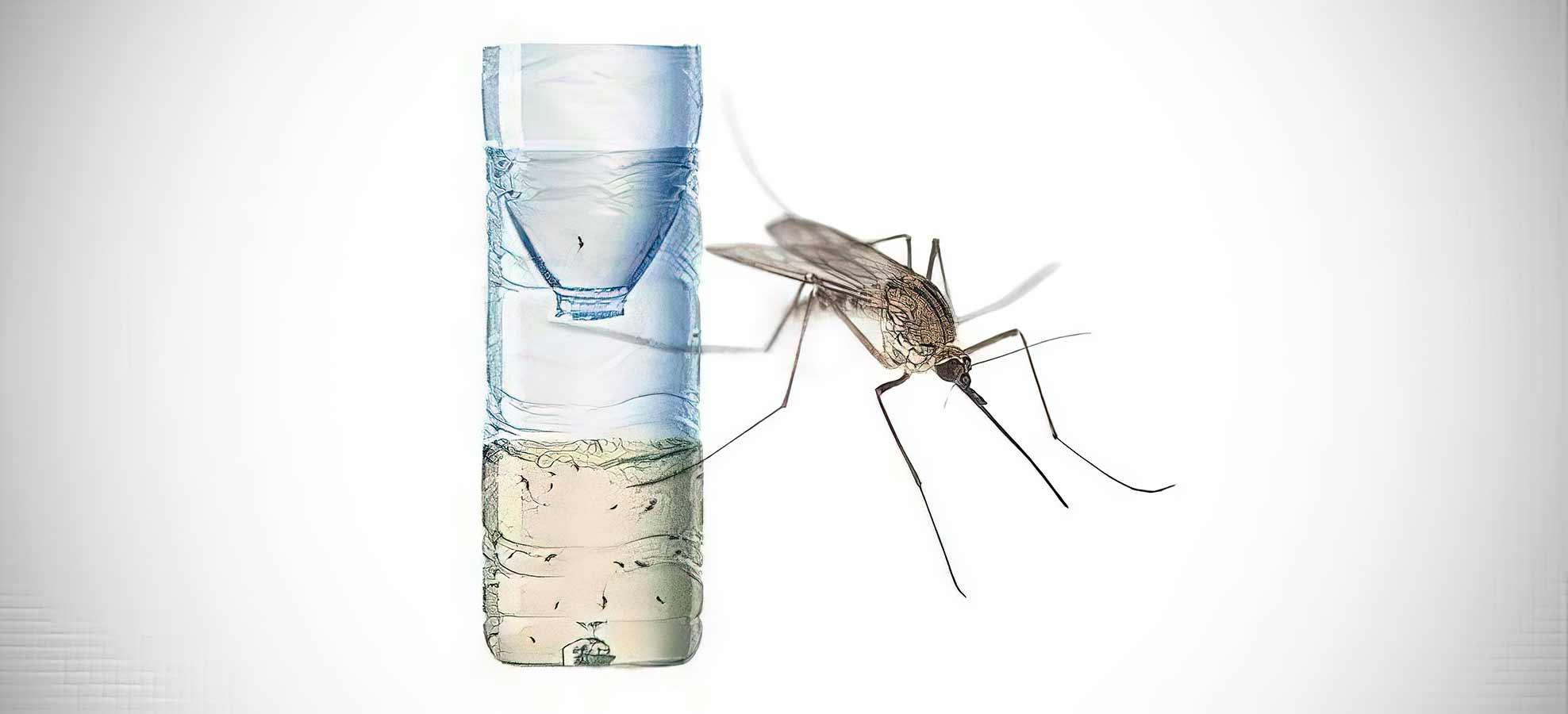 Fabriquer un piège écologique anti moustiques