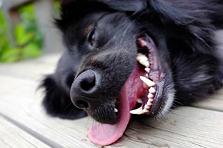 chien content avec des dents propres