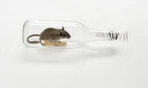muis 2 in een fles stadium 2