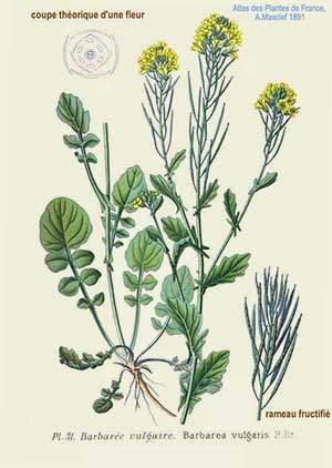 Barbarée ( Barbarea vulgaris) Barbarée ( Barbarea vulgaris)