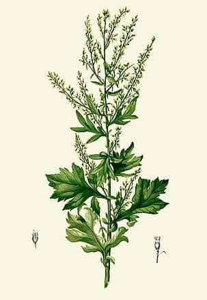 Armoise (Artemisia vulgaris) By Francisco Manuel Blanco (O.S.A.) [Public domain], via Wikimedia Commons