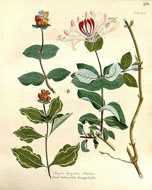Chèvrefeuille (Lonicera caprofollum) Chèvrefeuille (Lonicera caprofollum)