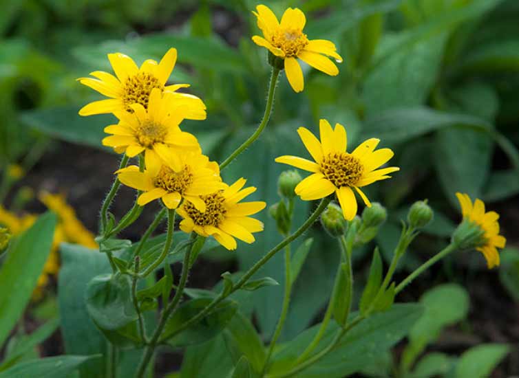 jaborandi (arnica) contre la chute des cheveux