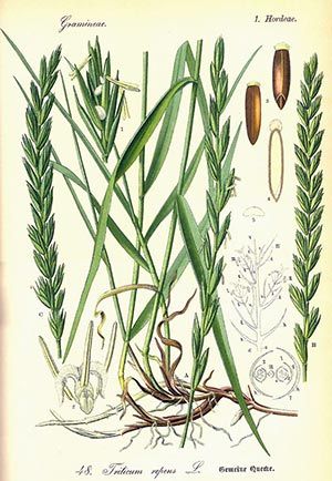 Chiendent (Triticum repens)