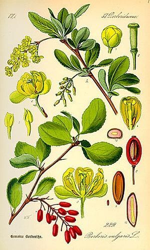 Epine-vinette (Berberis vulgaris) Epine-vinette (Berberis vulgaris)
