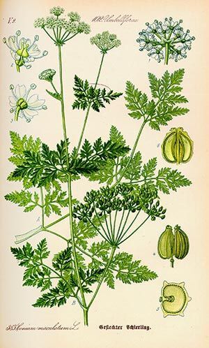 Grande ciguë (Conium maculatum) Grande ciguë (Conium maculatum)