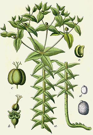 Epurge (Euphorbie Lathyris) Epurge (Euphorbie Lathyris)