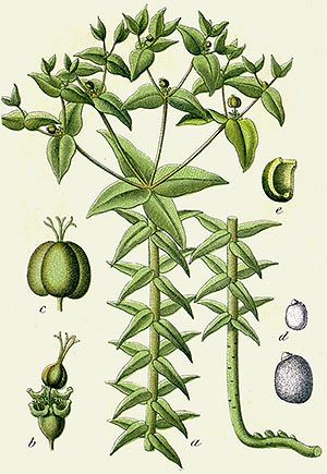 Epurge (Euphorbie Lathyris)