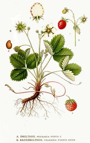 Fraisier (Fragaria vesca)