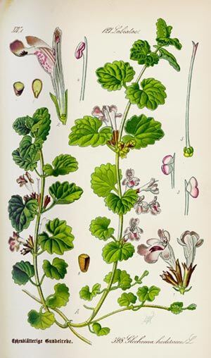 Lierre terrestre (Glechoma hederacea) Lierre terrestre (Glechoma hederacea)