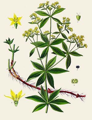 Garance (Rubia tinctorum) Garance (Rubia tinctorum)