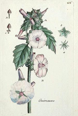 Guimauve (Althaea officinalis)