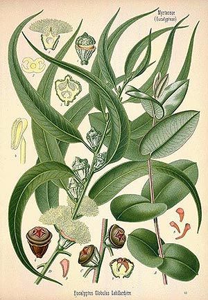 Eucalyptus (Eucalyptus globulus) Eucalyptus (Eucalyptus globulus)