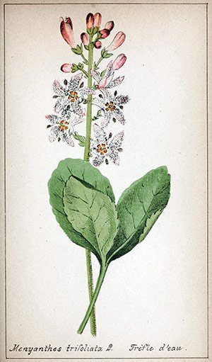 Menyanthe-trifoliata