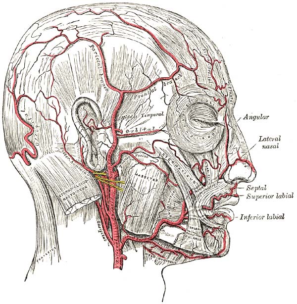 artères de la face et du cuir chevelu