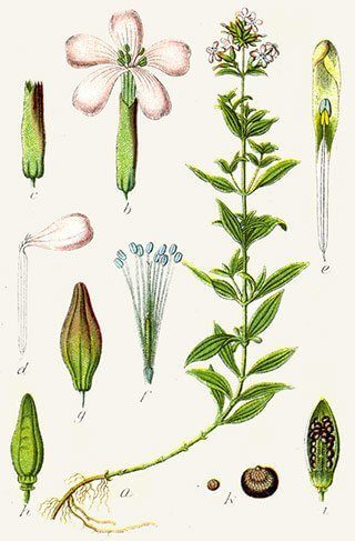 Saponaire (Caryophyllaceae)