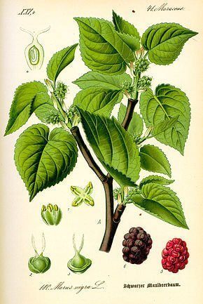 Mûrier noir (Morus nigra) Mûrier noir (Morus nigra)