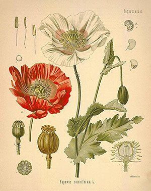 Pavot (papaver somniferum)