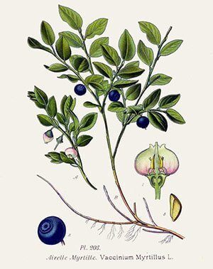 Myrtille (Vaccinus Myrtillus)