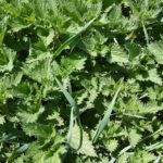 Comment fabriquer vos purins végétaux pour fertiliser et protéger vos plantes ?