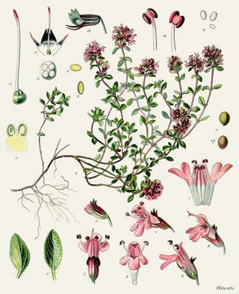 Serpolet (Thymus Serphyllum)