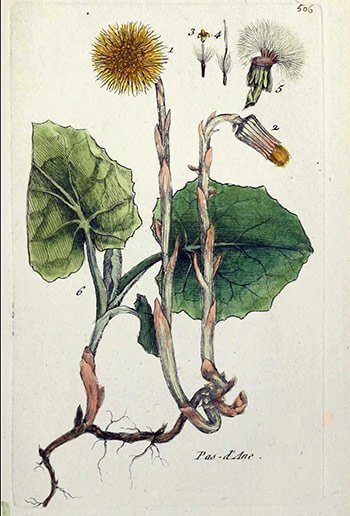 Tussilage (Tussilago farfara)