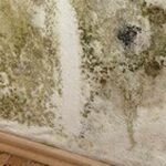 Moisissures Sur un Mur : Comment Nettoyer Facilement