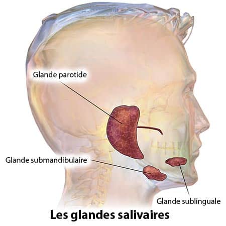 les glandes salivaires : parotide, submandibulaire, sublinguale