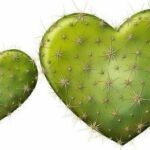 Astuces Pour Avoir Des Beaux Cactus