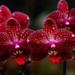 Comment faire refleurir les orchidées : Les trucs de Pro à connaître absolument