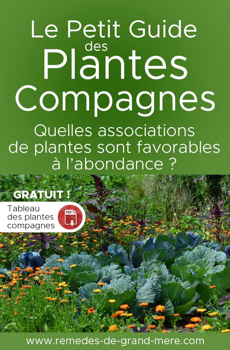 meilleures associations de plantes au potager