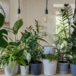 Purifiez votre intérieur : le pouvoir magique des plantes pour une maison fraîche et saine !