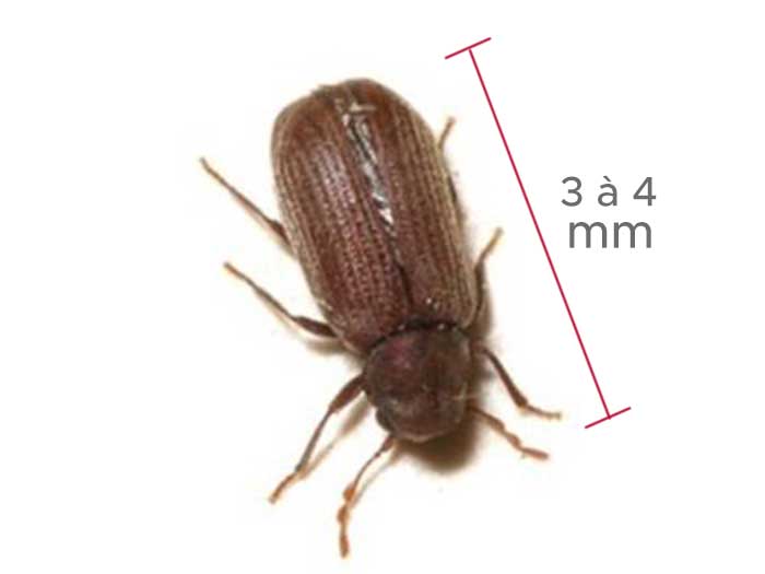 dimensioni di uno scarabeo domestico