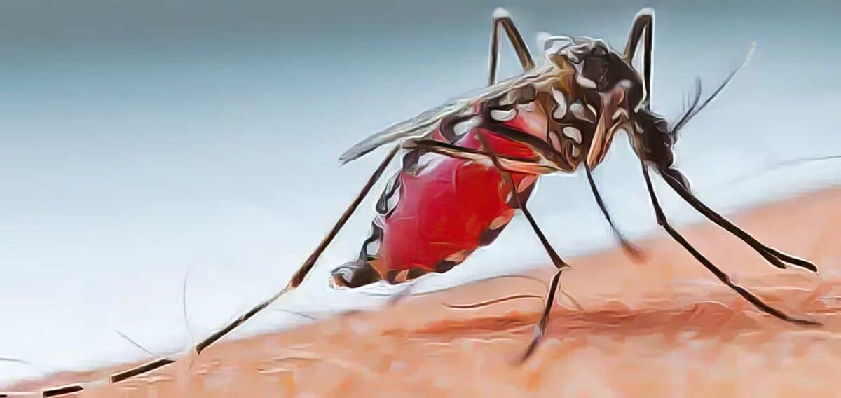 soigner dengue naturellement