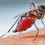 Dengue : Comment Se Soigner Sans Médicaments