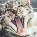 Bien-être félin : conseils pratiques pour soulager les rejets de boules de poils chez votre chat
