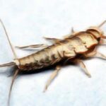 Insectes : Astuces Pour en Finir avec les Poissons d'Argent