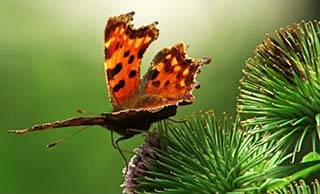 comment attirer les papillons dans le jardin
